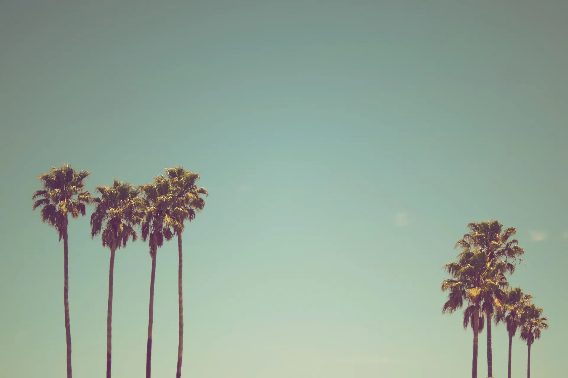 Neon Palms